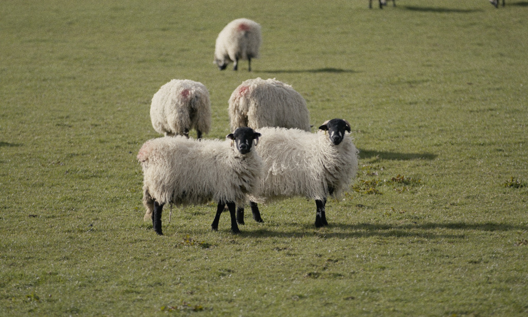 Film still from Fallow Ground